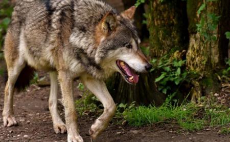 В Винницкой области стая волков держит в страхе несколько сел