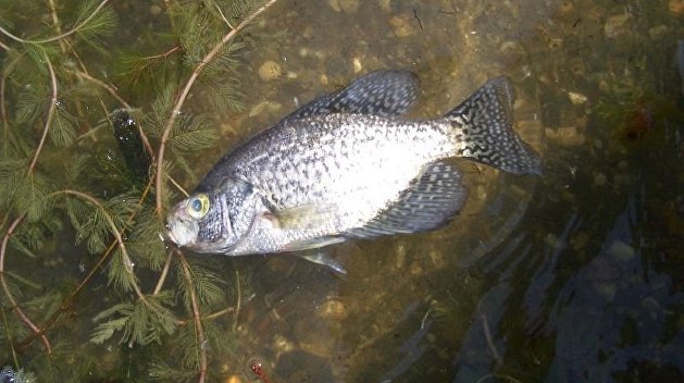 Тысячи мертвых рыб: жители Волынской области сообщают об экологической катастрофе
