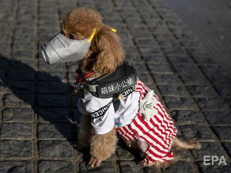 Украина запретила ввоз домашних и диких животных из Китая после подозрений на коронавирус у собаки